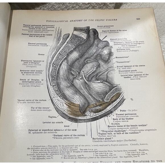 An Atlas of Human Anatomy Vol 1 & 2 by Carl Toldt - 1941 and 1948 Hardcover - Picture 12 of 13